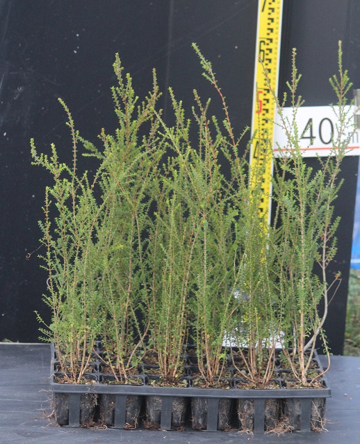 センテッドペーパーバーク Melaleuca squarrosa